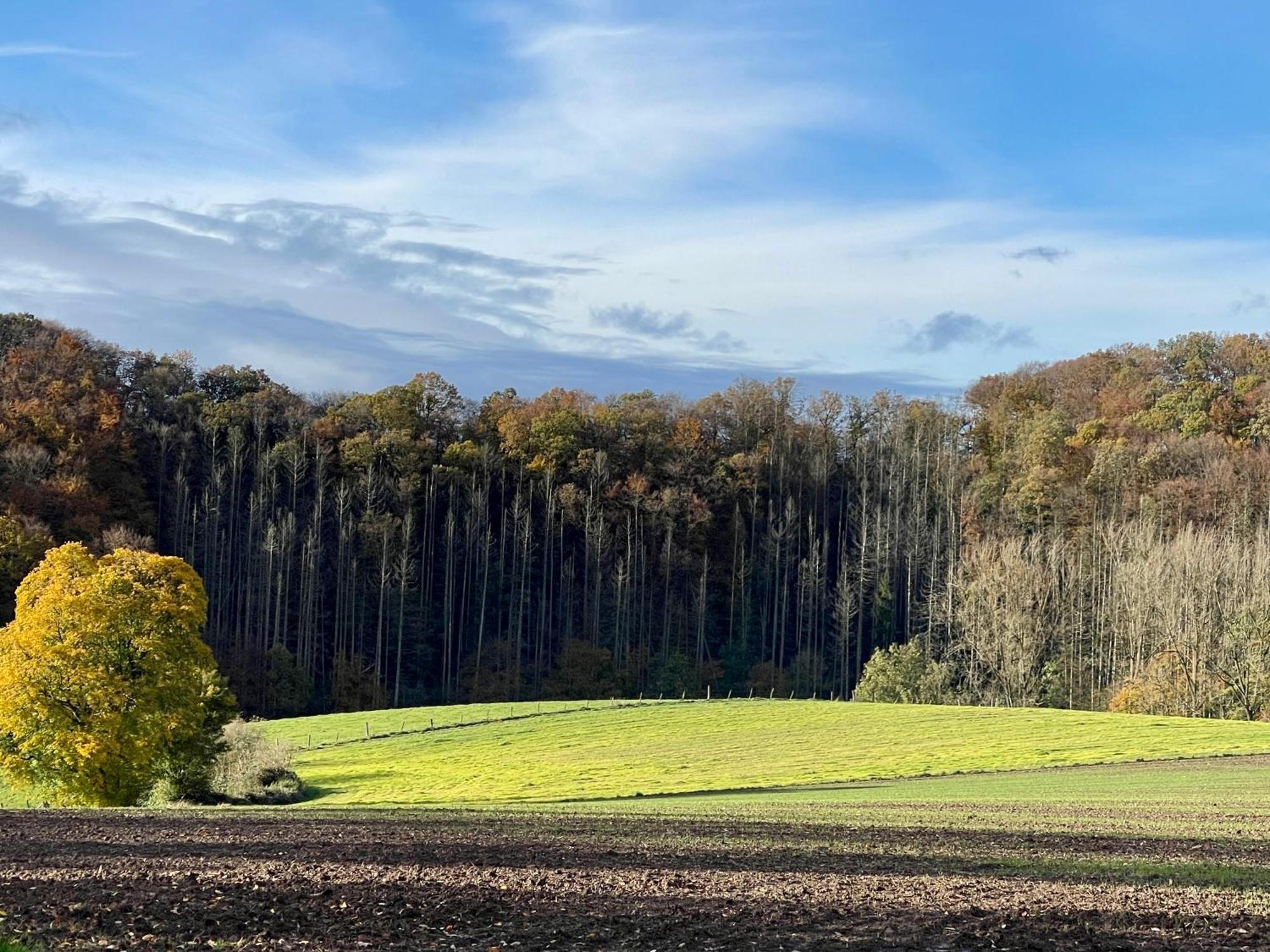 Ferienhaus Kleine Auszeit In Der Natur Mit Kamin, Yogamatten, Schoene Kueche Extertal Exteriér fotografie